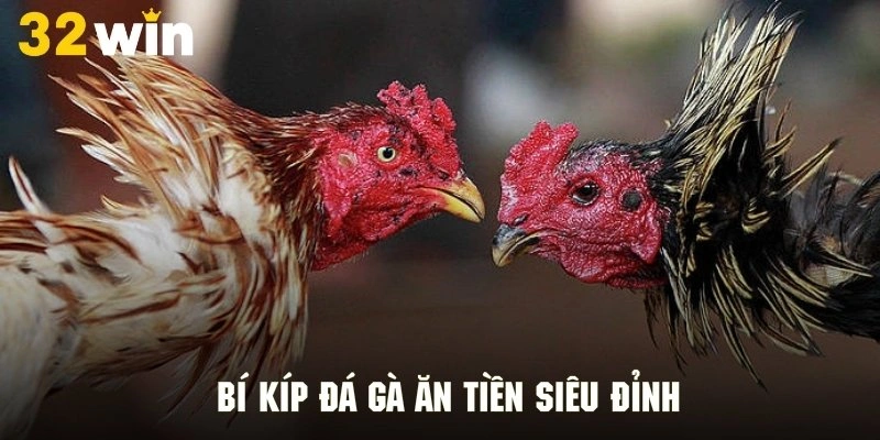 Một số bí kíp đỉnh cao để chơi cá cược đá gà hiệu quả