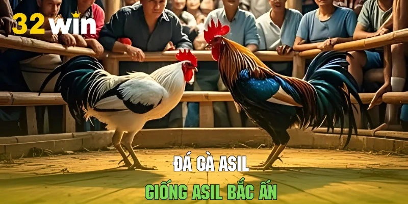 Asil Bắc Ấn vô cùng đặc biệt với sức mạnh khá bền bỉ