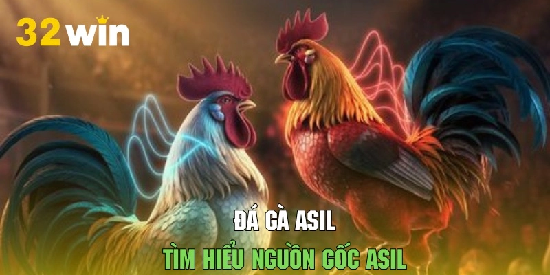 Tìm hiểu chi tiết về đá gà asil tại 32WIN