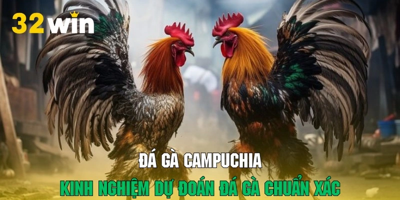 Bí kíp tham gia dự đoán kết quả đá gà bất bại