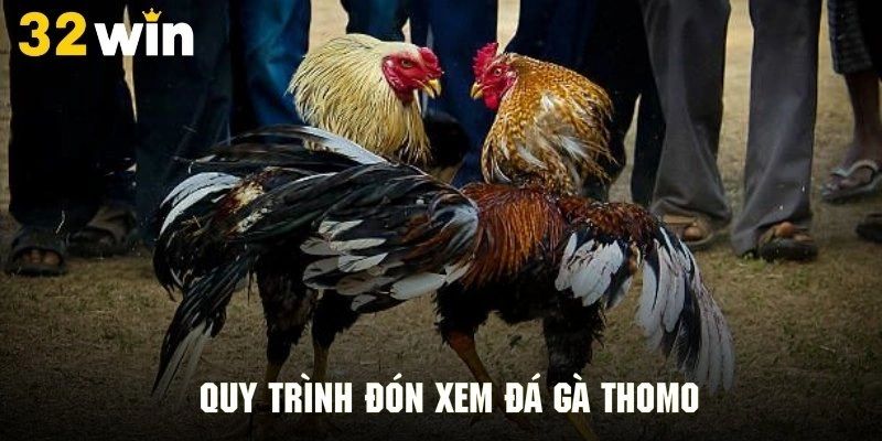 Quy trình chiêm ngưỡng những trận đá gà thomo nảy lửa