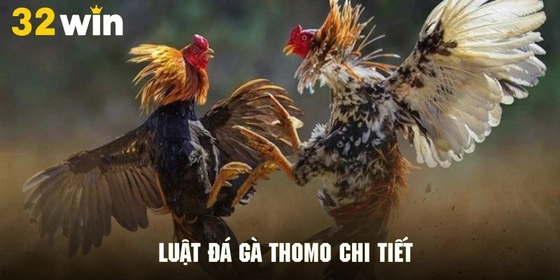 Khám phá luật của các trận đấu gà thomo chi tiết