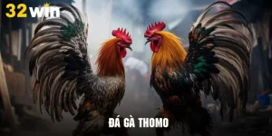 Đá Gà Thomo - Tận Hưởng Màn Đấu Trực Tiếp Miễn Phí Tại 32WIN