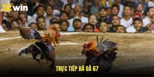Trực Tiếp Đá Gà 67 -  Review Những Trận Đấu Kịch Tính 32WIN