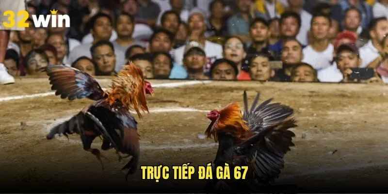 Trực Tiếp Đá Gà 67 -  Review Những Trận Đấu Kịch Tính 32WIN
