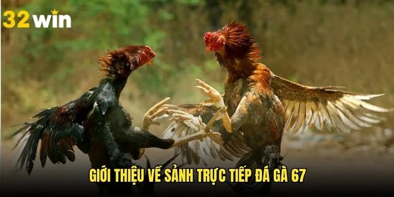 Tổng quan về trực tiếp đá gà 67 trên 32WIN