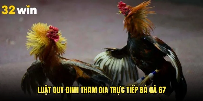 Hiểu rõ luật đá giúp newbie cá kèo chuẩn xác