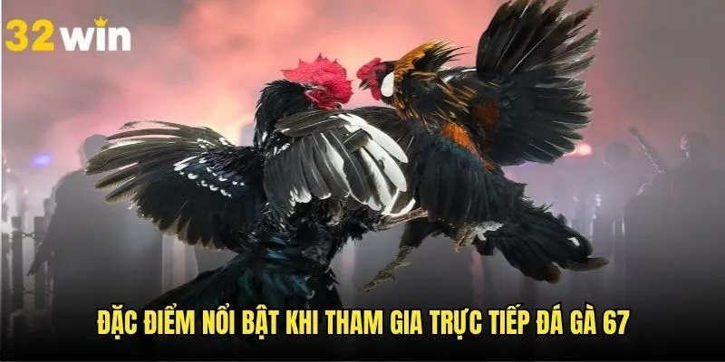 Những điểm cộng đặc sắc khi tham gia đá gà 67