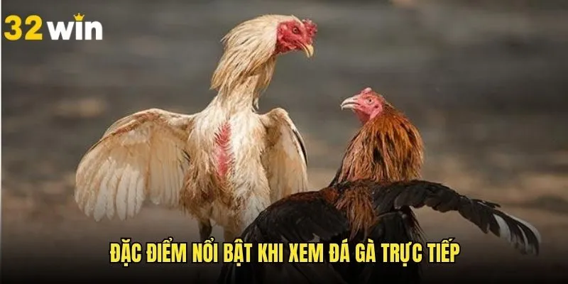 Ưu điểm ấn tượng tham gia cá cược đá gà trên nền tảng