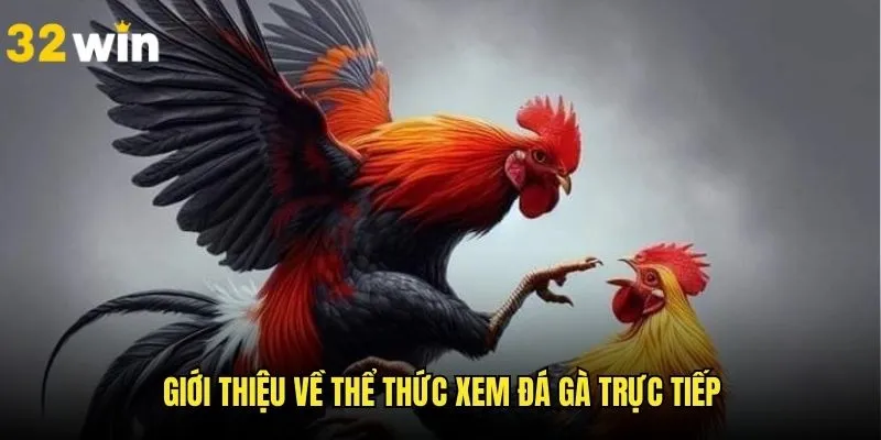 Tổng quan những nét chính khi xem đá gà trực tiếp trên 32WIN